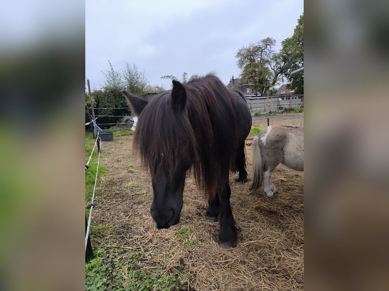 Appaloosa Ogier 6 lat Tarantowata in Averbode