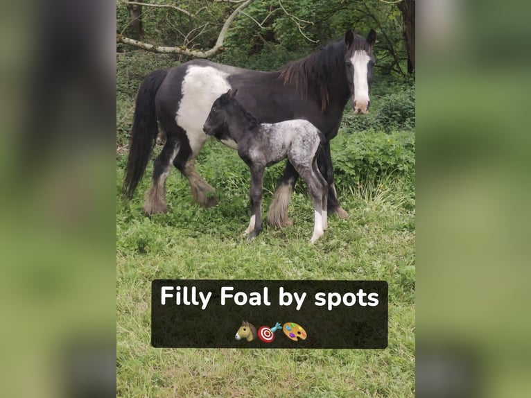 Appaloosa Ogier 8 lat 155 cm in Meath