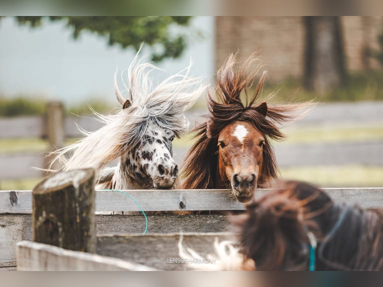 Appaloosa Ogier 9 lat  in Seyring