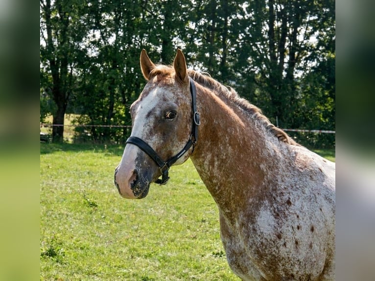 Appaloosa Ogier Gniadodereszowata in Pappenheim