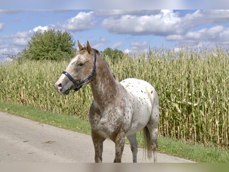Appaloosa Ogier Gniadodereszowata in Pappenheim