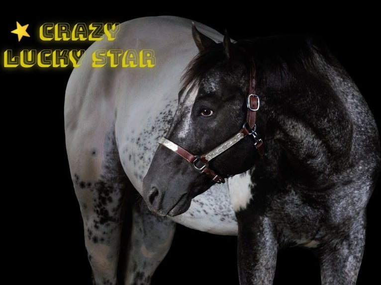 Appaloosa Ogier in Brno