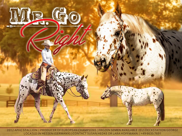 Appaloosa Ogier Tarantowata in Kirtorf