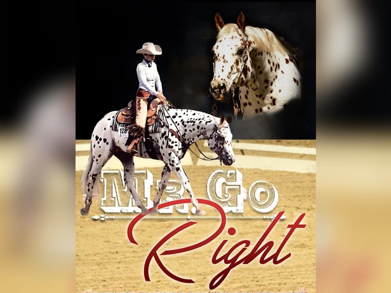 Appaloosa Ogier Tarantowata in Kirtorf Appaloosa Ogier Tarantowata in Kirtorf