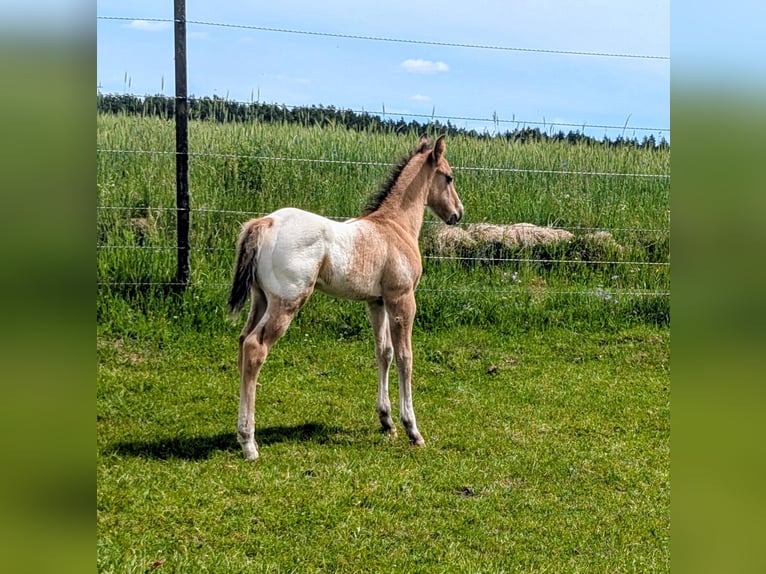 Appaloosa Ogier Źrebak (05/2026) 153 cm Bułana in Brand