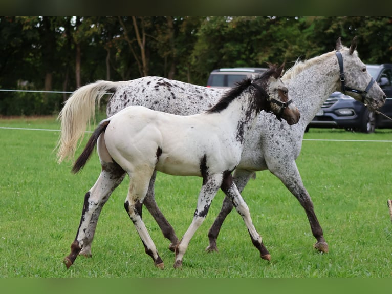 Appaloosa Ogier Źrebak (04/2025) 155 cm Biała in Pappenheim/ OT Osterdorf Appaloosa Ogier Źrebak (04/2025) 155 cm Biała in Pappenheim/ OT Osterdorf