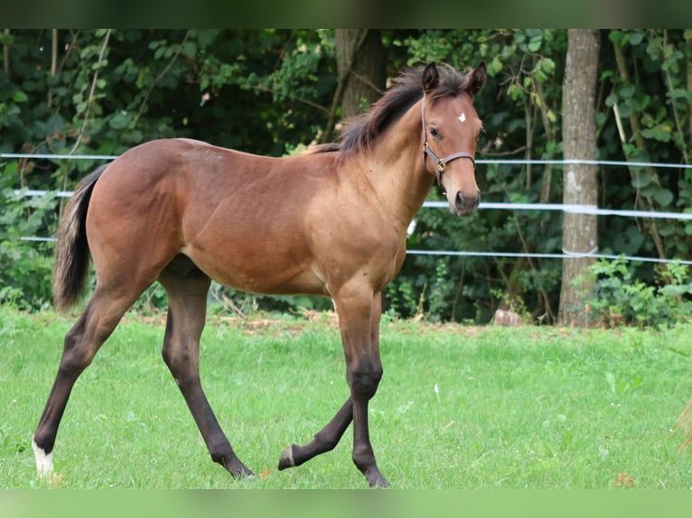 Appaloosa Ogier Źrebak (04/2025) 155 cm Jelenia in Pappenheim