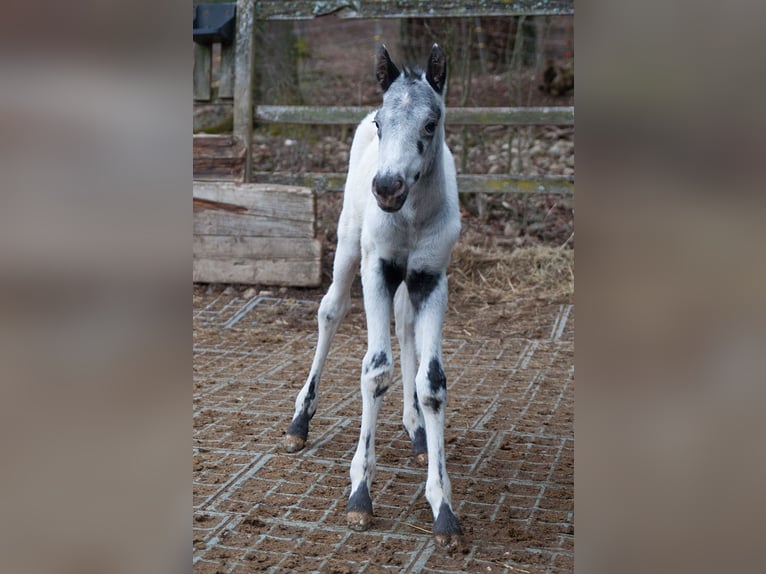 Appaloosa Ogier Źrebak (02/2024) 155 cm in Stüsslingen