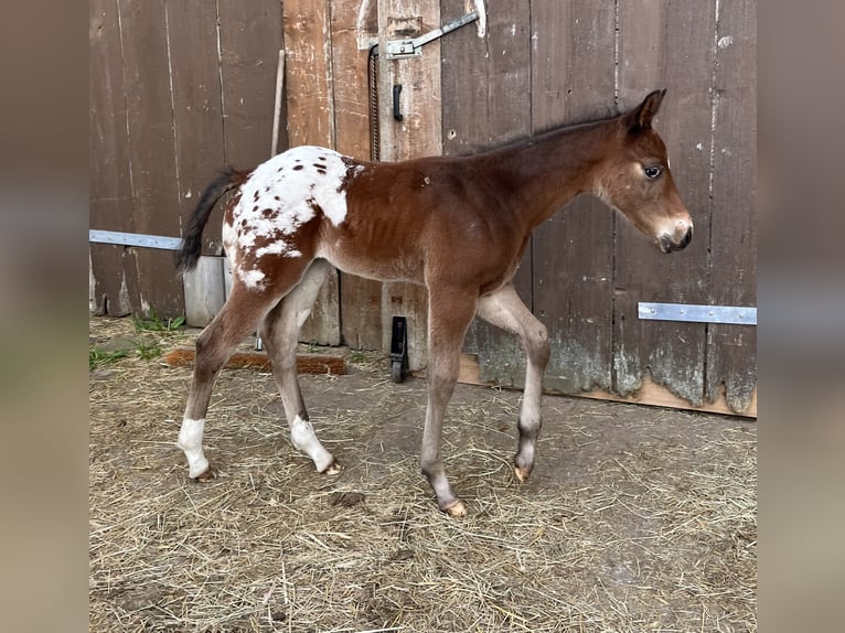 Appaloosa Ogier Źrebak (04/2026) 155 cm Tarantowata in Pappenheim