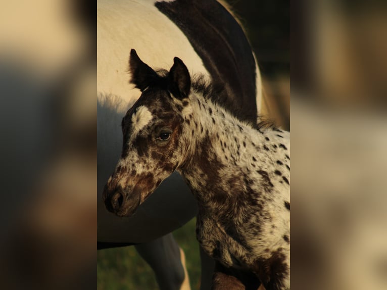 Appaloosa Mix Ogier Źrebak (08/2026) 155 cm Tarantowata in Brežice