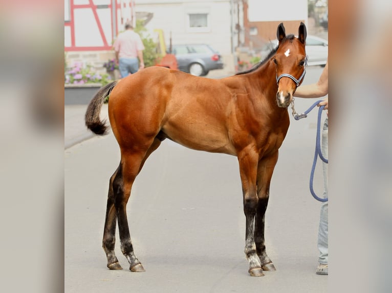 Appaloosa Ogier Źrebak (03/2025) 160 cm Gniada in Kirtorf