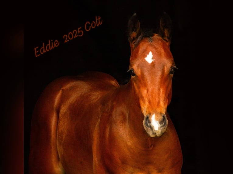 Appaloosa Ogier Źrebak (03/2025) 160 cm Gniada in Kirtorf