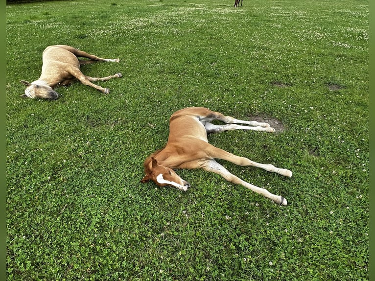 Appaloosa Ogier Źrebak (06/2025) 160 cm Kasztanowatodereszowata in Gro&#xDF; Ippener