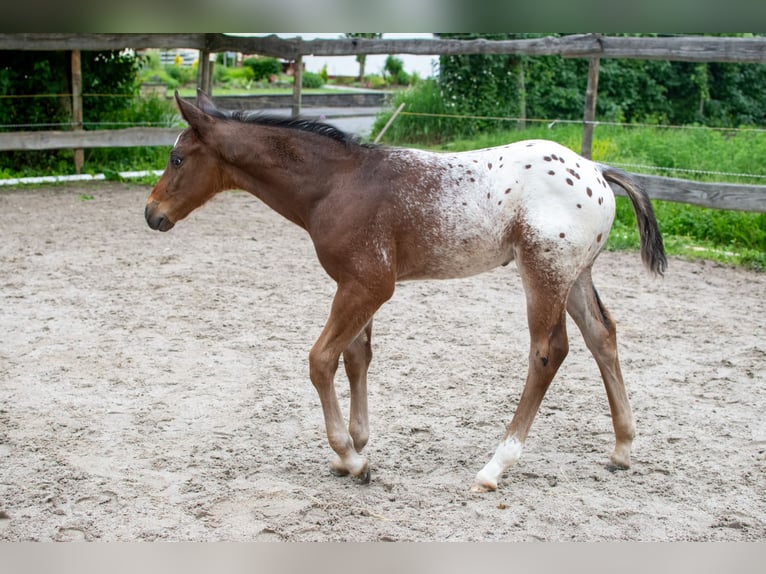 Appaloosa Ogier Źrebak (04/2024) Gniadodereszowata in Dörzbach