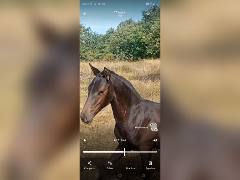 Appaloosa Mix Ogier Źrebak (05/2026) Skarogniada in Cabañas De Juarros