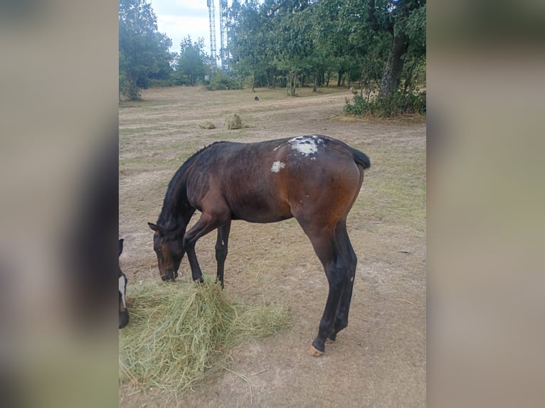 Appaloosa Mix Ogier Źrebak (05/2026) Skarogniada in Cabañas De Juarros