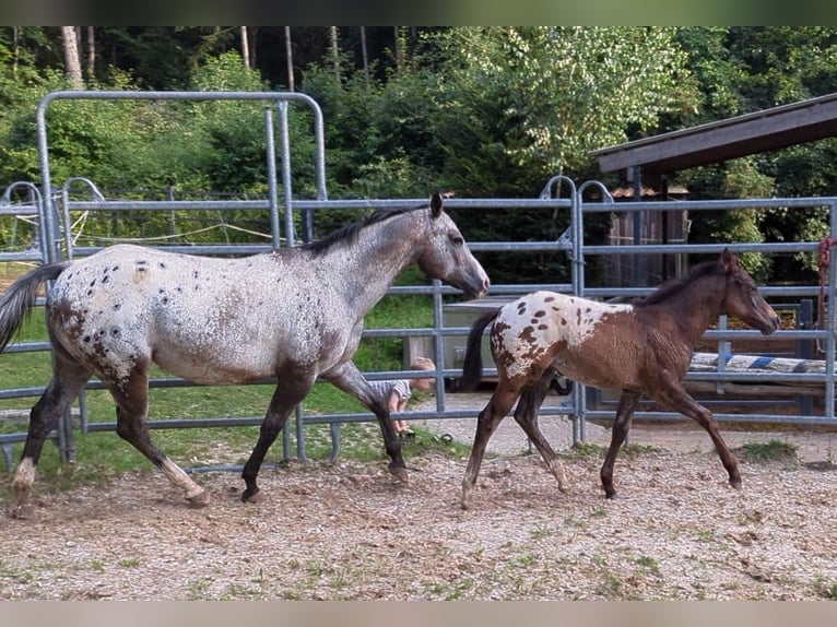 Appaloosa Ogier Źrebak (04/2024) Tarantowata in Berching