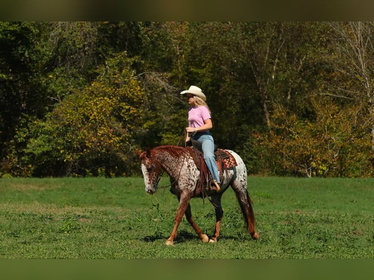 Appaloosa Ruin 10 Jaar 147 cm Donkere-vos in Quitman