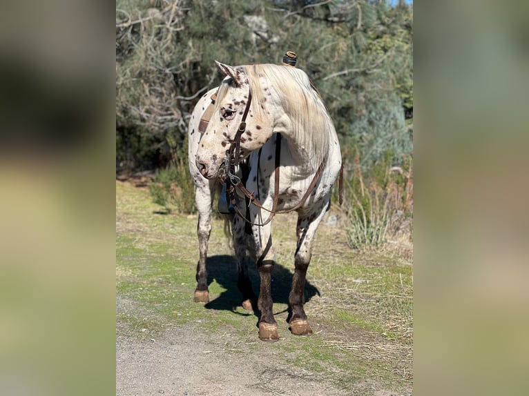 Appaloosa Ruin 10 Jaar 150 cm Donkere-vos in Lincoln CA