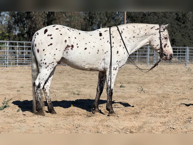 Appaloosa Ruin 10 Jaar 150 cm Donkere-vos in Lincoln CA