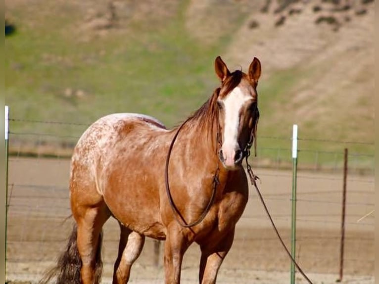 Appaloosa Ruin 10 Jaar 150 cm Falbe in Pearce