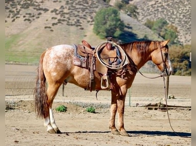 Appaloosa Ruin 10 Jaar 150 cm Falbe in Pearce