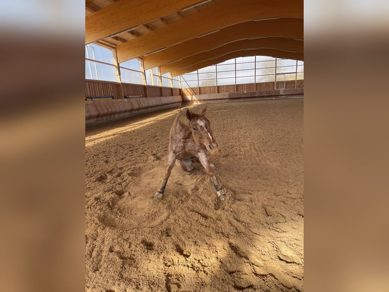 Appaloosa Ruin 10 Jaar 150 cm kan schimmel zijn in Riedering