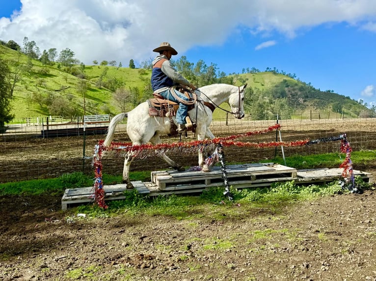 Appaloosa Ruin 10 Jaar 150 cm Schimmel in Tres Pinos