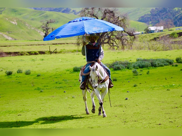 Appaloosa Ruin 10 Jaar 150 cm Schimmel in Tres Pinos