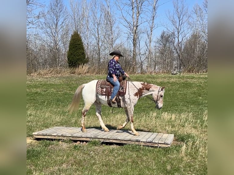 Appaloosa Ruin 10 Jaar 152 cm Donkere-vos in Henderson