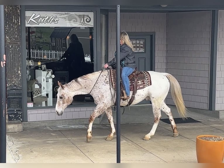 Appaloosa Ruin 10 Jaar 152 cm Donkere-vos in Henderson