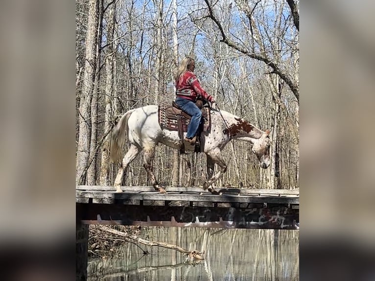 Appaloosa Ruin 10 Jaar 152 cm Donkere-vos in Henderson