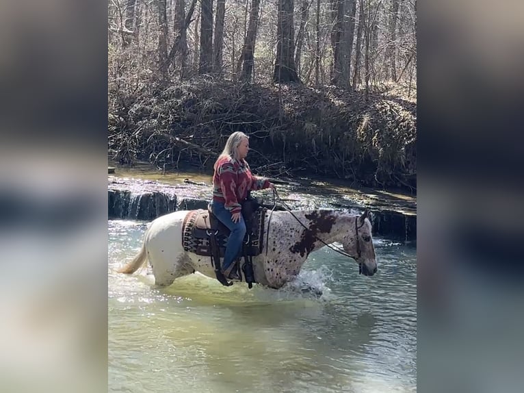 Appaloosa Ruin 10 Jaar 152 cm Donkere-vos in Henderson