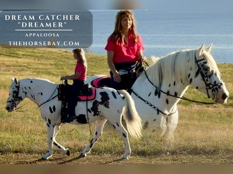 Appaloosa Ruin 10 Jaar 155 cm Appaloosa in Everton, MO
