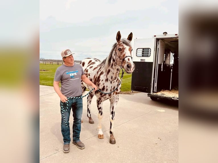 Appaloosa Ruin 10 Jaar 155 cm in Hannover