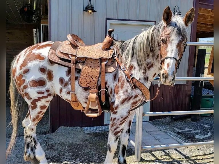 Appaloosa Ruin 10 Jaar 155 cm in Hannover