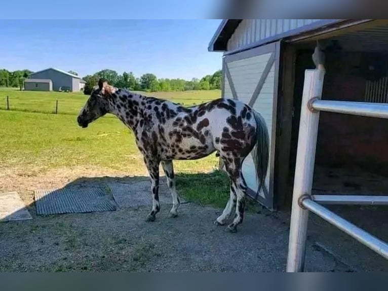 Appaloosa Ruin 10 Jaar 155 cm in Hannover