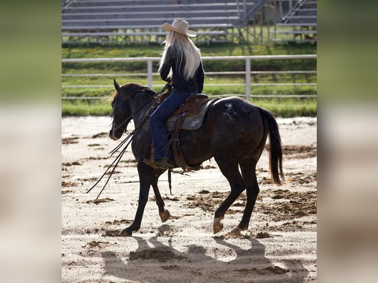 Appaloosa Ruin 10 Jaar 155 cm Zwart in Sallisaw OK