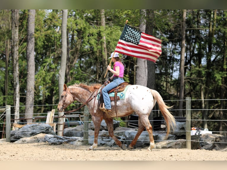 Appaloosa Ruin 10 Jaar 157 cm Roodvos in Clarion, PA