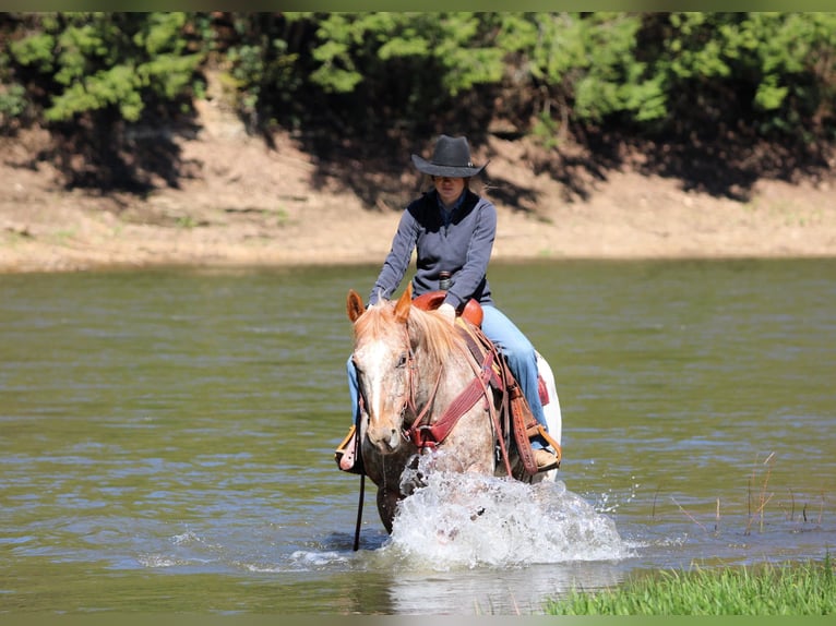 Appaloosa Ruin 10 Jaar 157 cm Roodvos in Clarion, PA