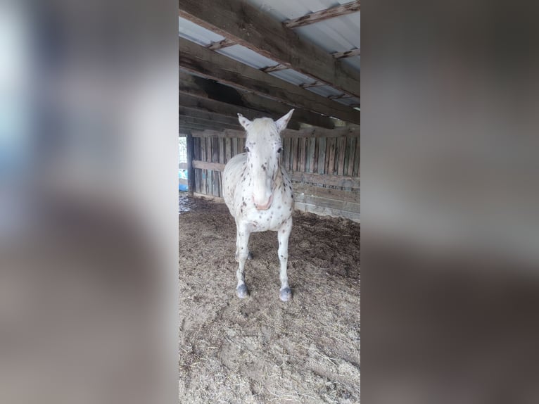 Appaloosa Mix Ruin 10 Jaar 160 cm Appaloosa in Hennef