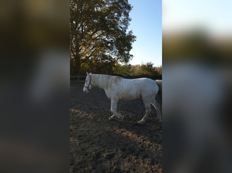 Appaloosa Mix Ruin 10 Jaar 160 cm Appaloosa in Hennef