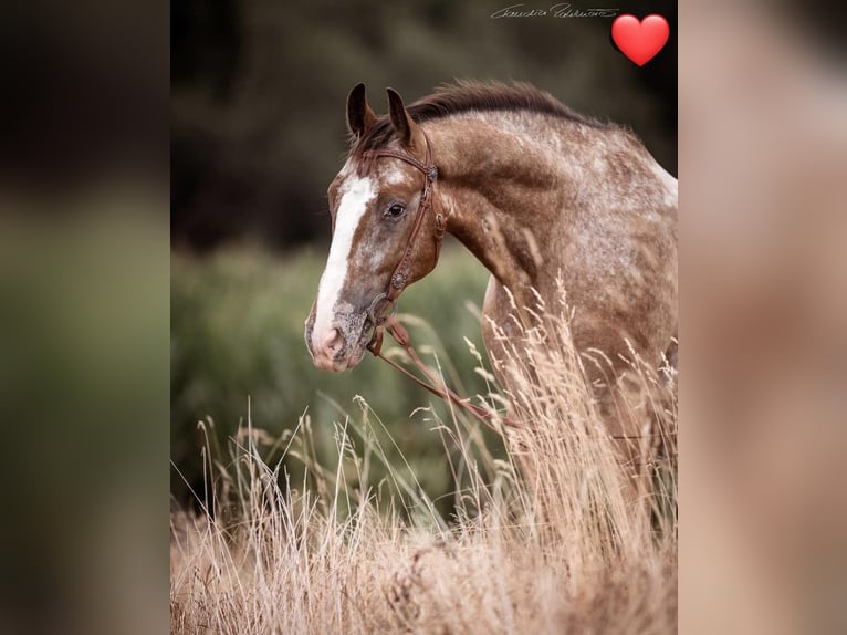 Appaloosa Mix Ruin 10 Jaar 160 cm Appaloosa in Bayerbach