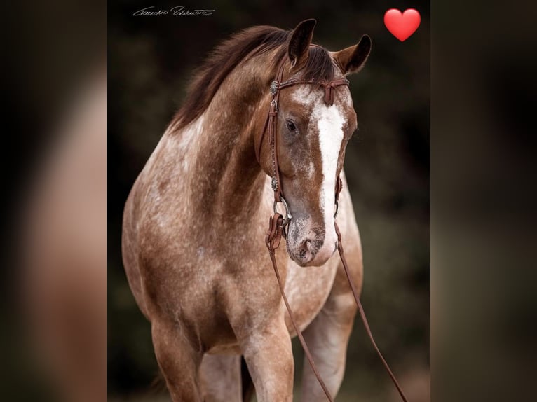 Appaloosa Mix Ruin 10 Jaar 160 cm Appaloosa in Bayerbach