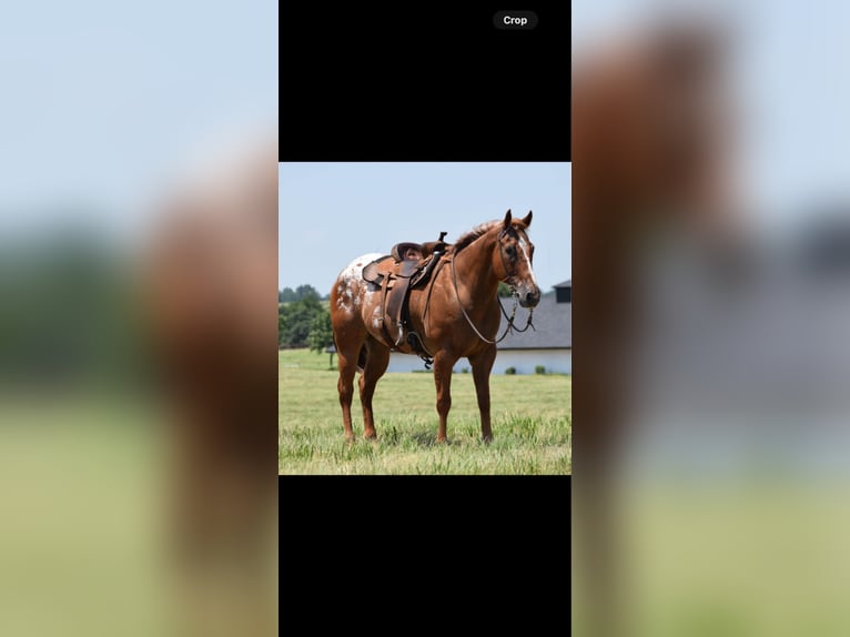Appaloosa Ruin 10 Jaar 160 cm in Crescent, OK