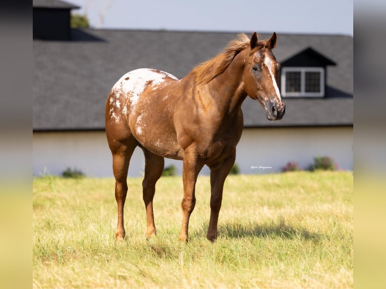 Appaloosa Ruin 10 Jaar 160 cm in Crescent, OK