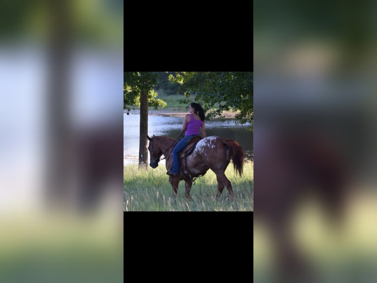 Appaloosa Ruin 10 Jaar 160 cm in Crescent, OK