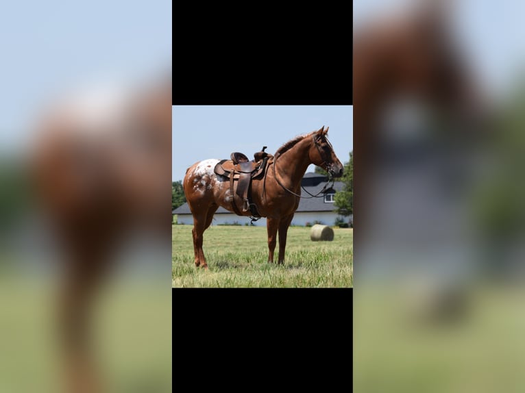 Appaloosa Ruin 10 Jaar 160 cm in Crescent, OK