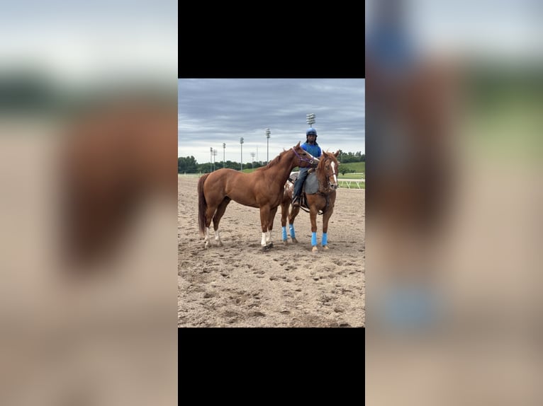 Appaloosa Ruin 10 Jaar 160 cm in Crescent, OK