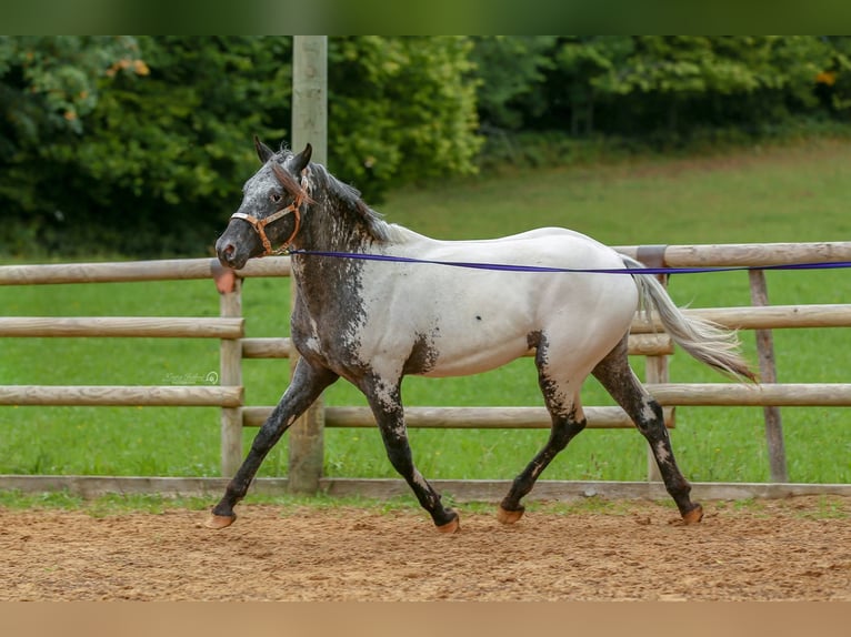 Appaloosa Ruin 10 Jaar 160 cm Wit in Waakirchen